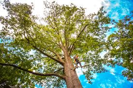 Mulching Services in The College Of New Jersey, NJ
