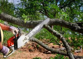 Best Tree Removal  in The College Of New Jersey, NJ
