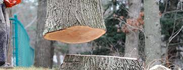 How Our Tree Care Process Works  in  The College Of New Jersey, NJ