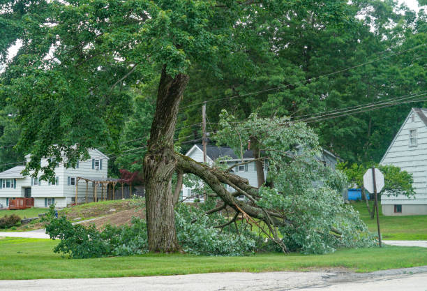 Best Leaf Removal  in The College Of New Jersey, NJ