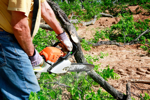 Best Lot and Land Clearing  in The College Of New Jersey, NJ